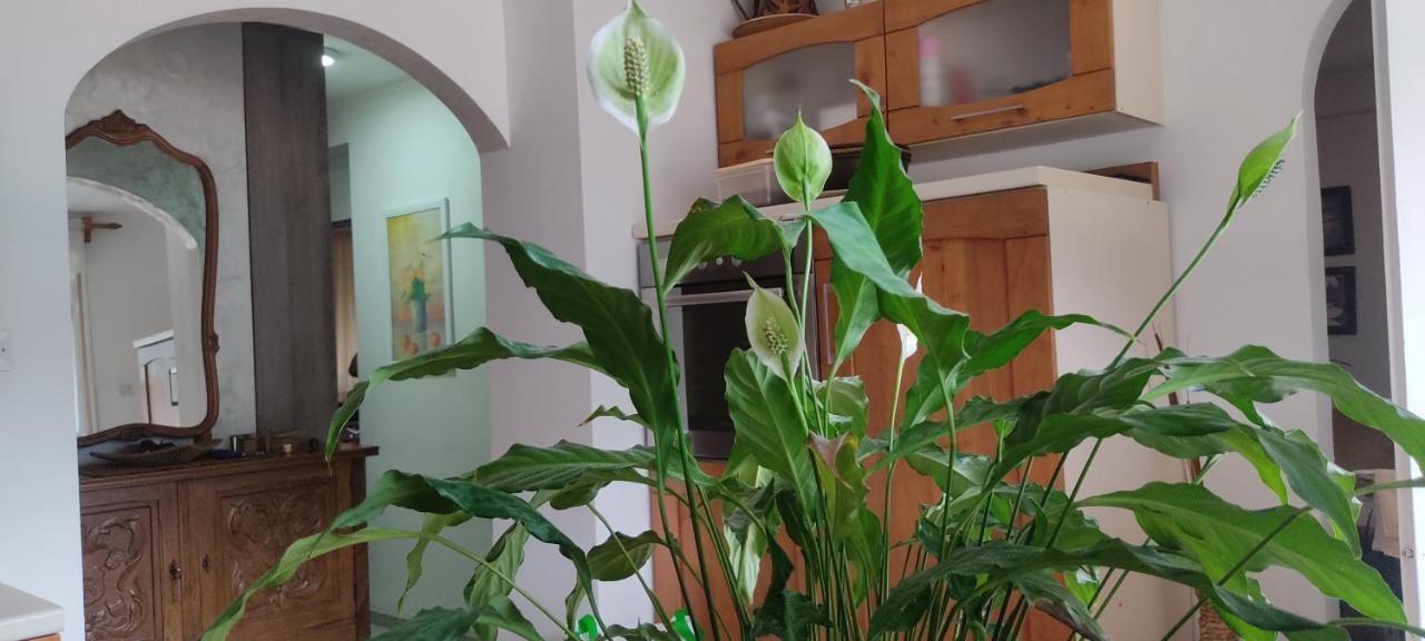 Apartment Oaza Котор Экстерьер фото